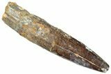 Fossil Sauropod Dinosaur (Titanosaur) Tooth - Morocco #298611-1